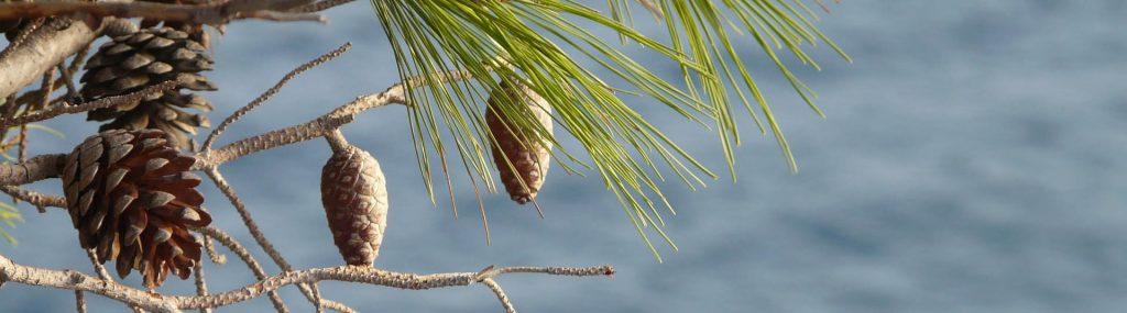 Ribera Feriendialyse